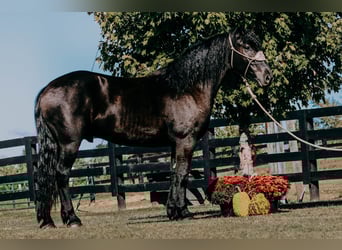 Friesen, Wallach, 6 Jahre, 163 cm, Rappe