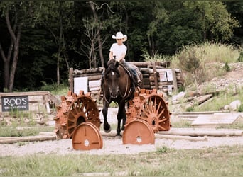 Friesen Mix, Wallach, 6 Jahre, 163 cm, Rappe