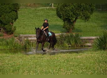 Friesen Mix, Wallach, 6 Jahre, 163 cm, Rappe