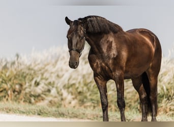 Friesen Mix, Wallach, 6 Jahre, 163 cm, Rappe