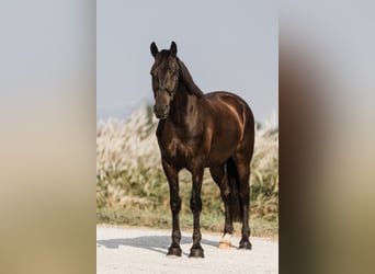 Friesen Mix, Wallach, 6 Jahre, 163 cm, Rappe