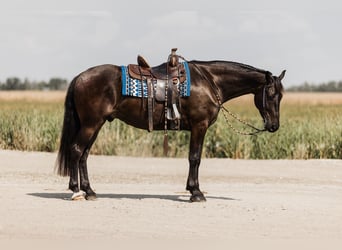 Friesen Mix, Wallach, 6 Jahre, 163 cm, Rappe