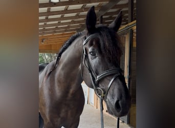 Friesen Mix, Wallach, 6 Jahre, 163 cm, Rappe