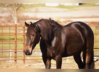 Friesen Mix, Wallach, 6 Jahre, 163 cm, Rotbrauner