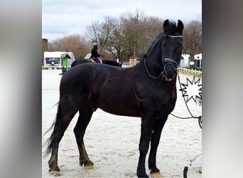 Friesen, Wallach, 6 Jahre, 164 cm, Rappe