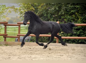 Friesen, Wallach, 6 Jahre, 165 cm, Rappe