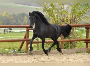 Friesen, Wallach, 6 Jahre, 165 cm, Rappe
