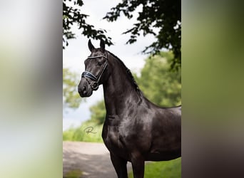 Friesen, Wallach, 6 Jahre, 165 cm, Rappe