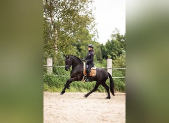 Friesen, Wallach, 6 Jahre, 165 cm, Rappe