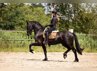 Friesen, Wallach, 6 Jahre, 165 cm, Rappe