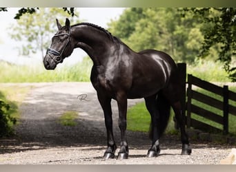 Friesen, Wallach, 6 Jahre, 165 cm, Rappe