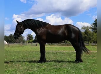 Friesen Mix, Wallach, 6 Jahre, 165 cm, Rappe