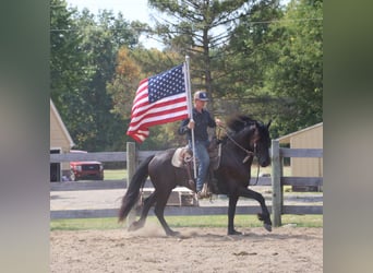 Friesen Mix, Wallach, 6 Jahre, 165 cm, Rappe