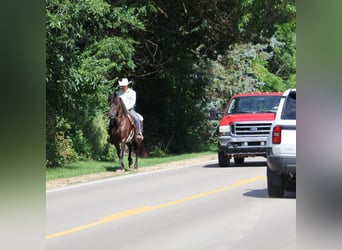 Friesen Mix, Wallach, 6 Jahre, 165 cm, Rappe