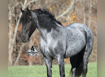 Friesen Mix, Wallach, 6 Jahre, 165 cm, Roan-Blue