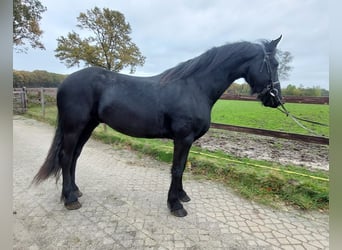 Friesen, Wallach, 6 Jahre, 167 cm, Rappe
