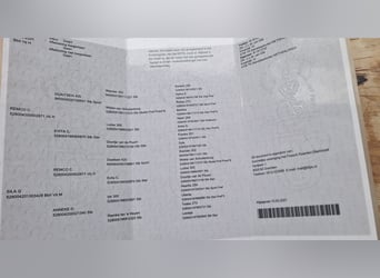 Friesen, Wallach, 6 Jahre, 167 cm, Rappe