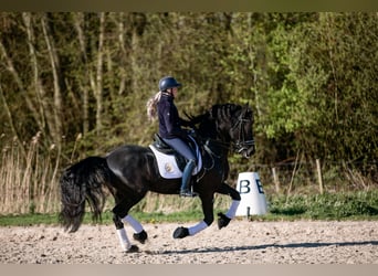 Friesen, Wallach, 6 Jahre, 168 cm, Rappe