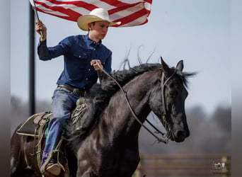 Friesen Mix, Wallach, 6 Jahre, 168 cm, Rappe