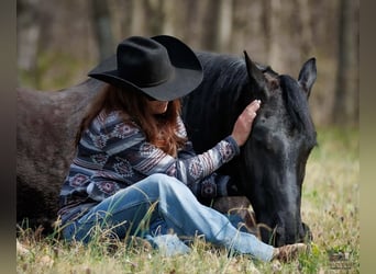 Friesen Mix, Wallach, 6 Jahre, 168 cm, Rappe