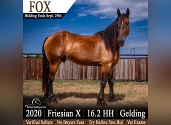 Friesen Mix, Wallach, 6 Jahre, 168 cm, Rotbrauner