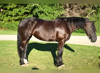 Friesen, Wallach, 6 Jahre, 170 cm, Rappe