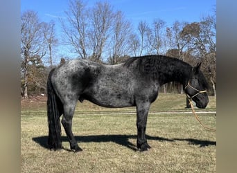 Friesen, Wallach, 6 Jahre, 173 cm, Roan-Blue