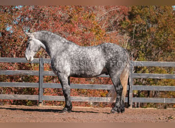 Friesen Mix, Wallach, 6 Jahre, 173 cm, Schimmel