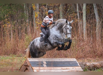 Friesen Mix, Wallach, 6 Jahre, 173 cm, Schimmel