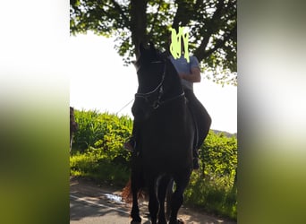 Friesen, Wallach, 6 Jahre, 174 cm, Rappe