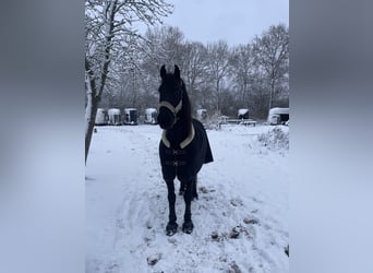 Friesen, Wallach, 6 Jahre, Rappe
