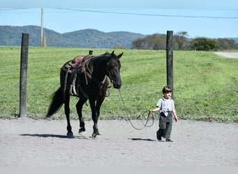 Friesen, Wallach, 6 Jahre, Rappe