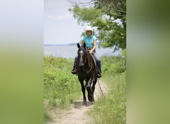 Friesen Mix, Wallach, 6 Jahre, Rappe