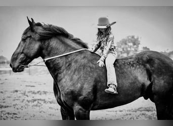 Friesen Mix, Wallach, 6 Jahre, Rappe