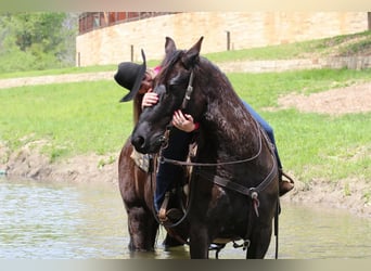 Friesen Mix, Wallach, 6 Jahre, Rappe
