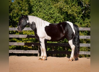 Friesen Mix, Wallach, 6 Jahre, Schecke