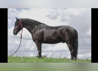 Friesen Mix, Wallach, 7 Jahre, 147 cm, Rappe