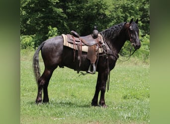 Friesen, Wallach, 7 Jahre, 150 cm, Rappe