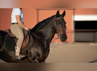 Friesen Mix, Wallach, 7 Jahre, 152 cm, Dunkelbrauner