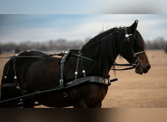 Friesen Mix, Wallach, 7 Jahre, 152 cm, Dunkelbrauner