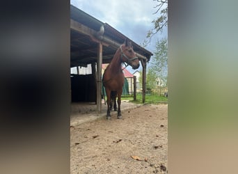 Friesen Mix, Wallach, 7 Jahre, 155 cm, Brauner