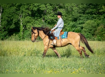 Friesen Mix, Wallach, 7 Jahre, 155 cm, Falbe