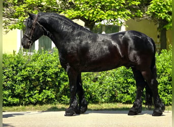 Friesen Mix, Wallach, 7 Jahre, 155 cm, Rappe