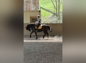 Friesen Mix, Wallach, 7 Jahre, 155 cm, Rappe