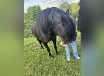 Friesen Mix, Wallach, 7 Jahre, 155 cm, Rappe