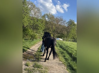Friesen Mix, Wallach, 7 Jahre, 155 cm, Rappe