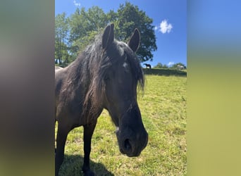 Friesen Mix, Wallach, 7 Jahre, 155 cm, Rappe