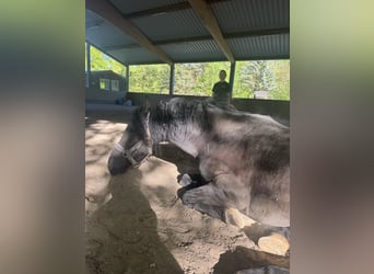 Friesen Mix, Wallach, 7 Jahre, 155 cm, Rappe