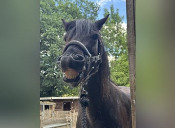 Friesen Mix, Wallach, 7 Jahre, 155 cm, Rappe