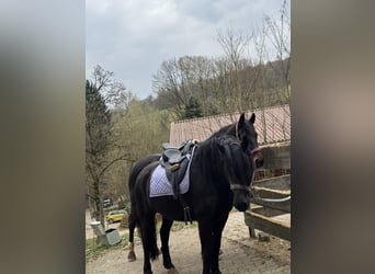 Friesen Mix, Wallach, 7 Jahre, 155 cm, Rappe